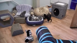 live kitten cam