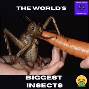 World's Biggest Insects 