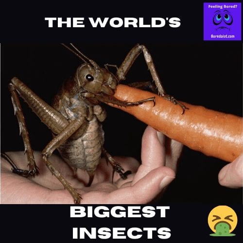 World's Biggest Insects