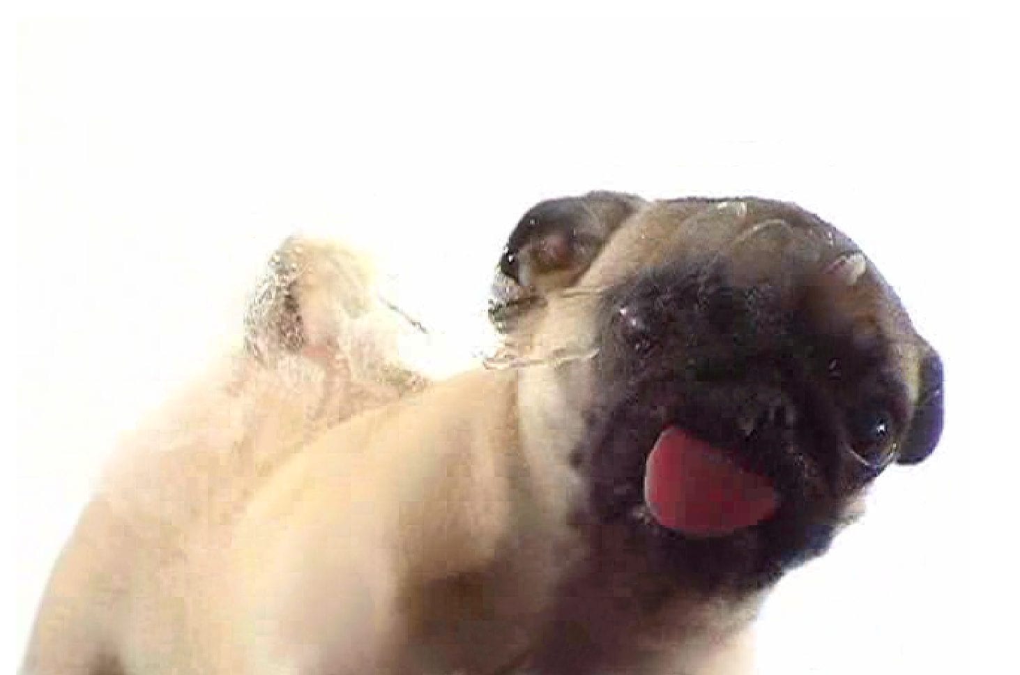 Pug licking the screen website