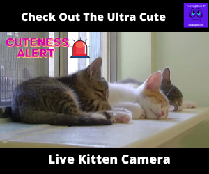 Read more about the article Live Kitten Cam