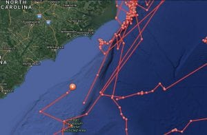 shark tracking