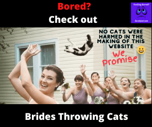 Brides Throwing Cats