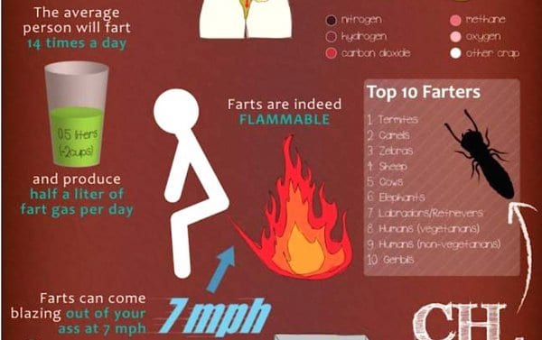 Read more about the article Fart Facts