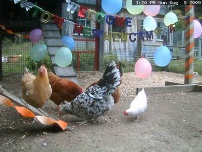 live hen camera