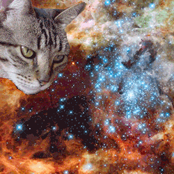 Read more about the article OMG Cats In Space