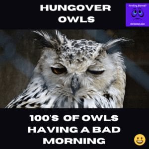 Hungover Owls 