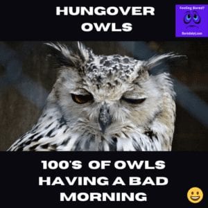 Hungover Owls