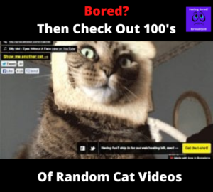 Random Cat Videos 