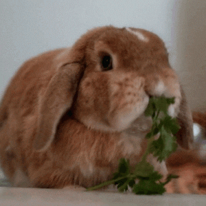 Cute Bunny Videos | BORED A LOT