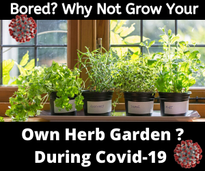 Read more about the article Fighting Boredom – Growing Herbs During COVID 19