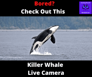 Killer Whale Live Cam